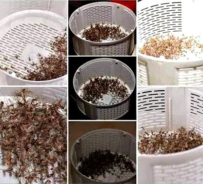 ⚡⚡ZapLight®⚡⚡ Lámpara Electrónica Extermina Mosquitos, Zancudos y Moscas